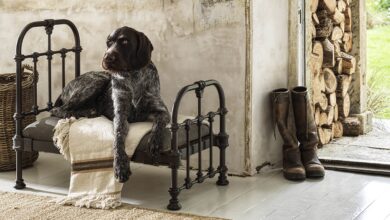 a dog sitting on a bed