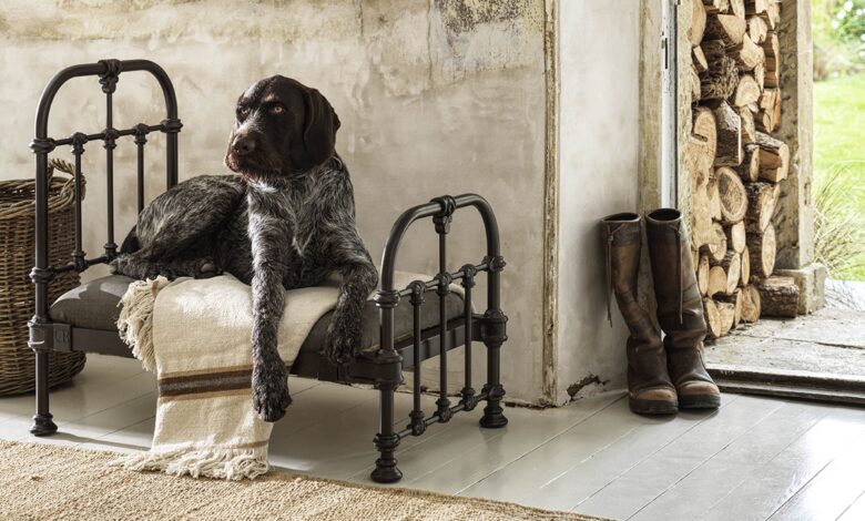 a dog sitting on a bed