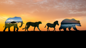 Animal Facts wildlife diversity across different species